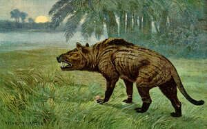 Artists reconstruction of Hyaenodon.  